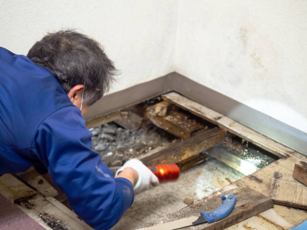 Best Residential Mold Remediation in Paoli, IN