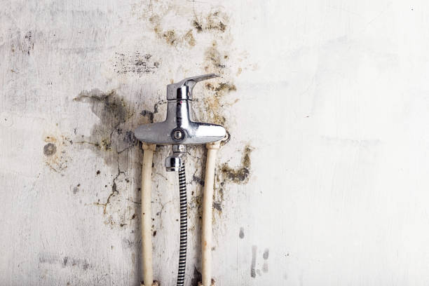 Best Bathroom Mold Remediation in Paoli, IN