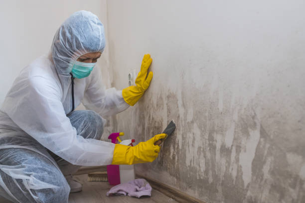 Best HVAC Mold Remediation in Paoli, IN