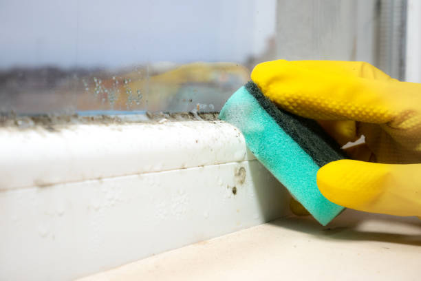 Best Industrial Mold Remediation in Paoli, IN