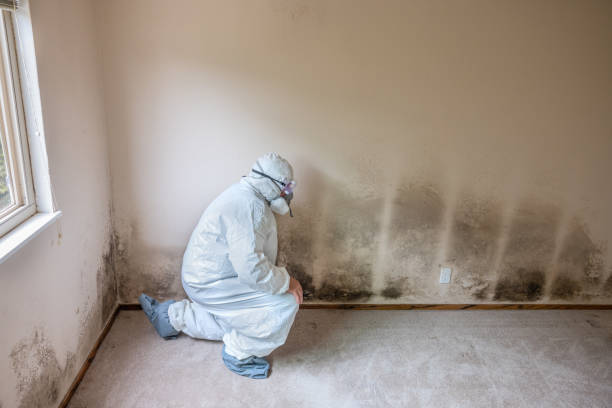 Best Basement Mold Remediation in Paoli, IN