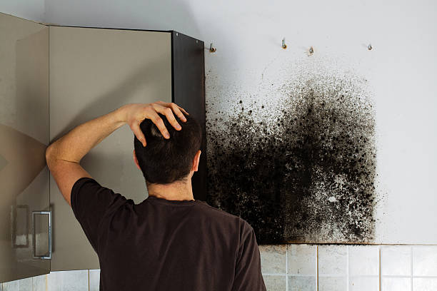 Professional Mold Remediation in Paoli, IN